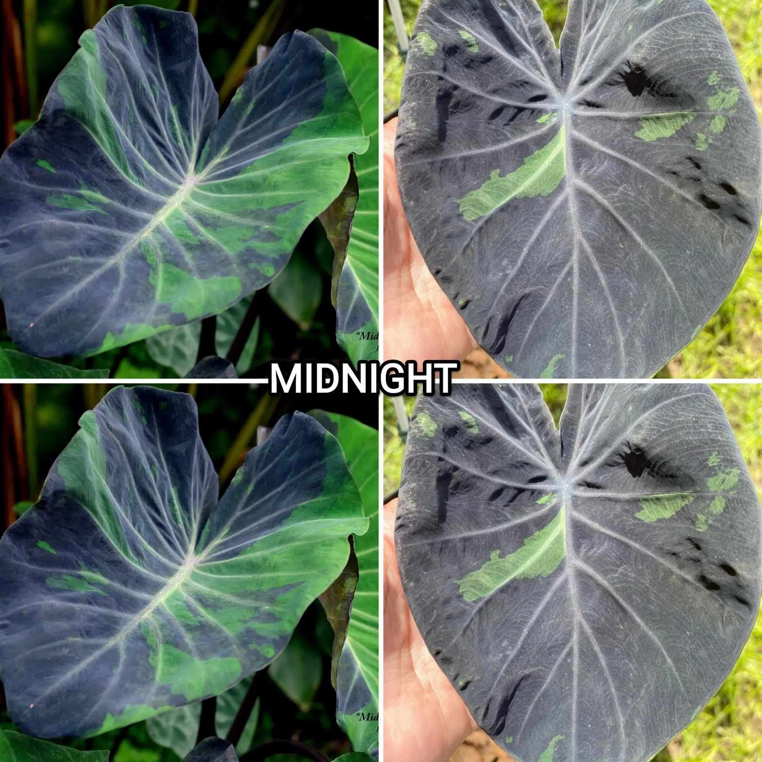 Colocasia midnight
