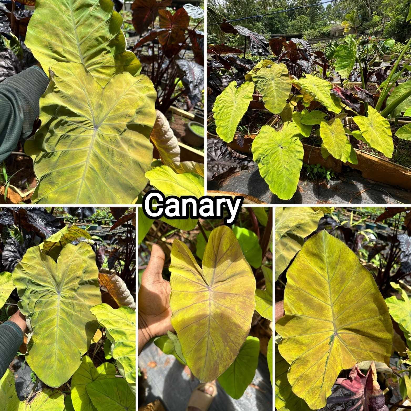 Colocasia canary