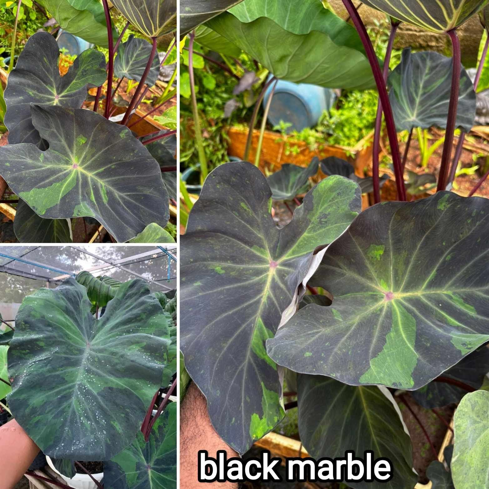 Colocasia black marble