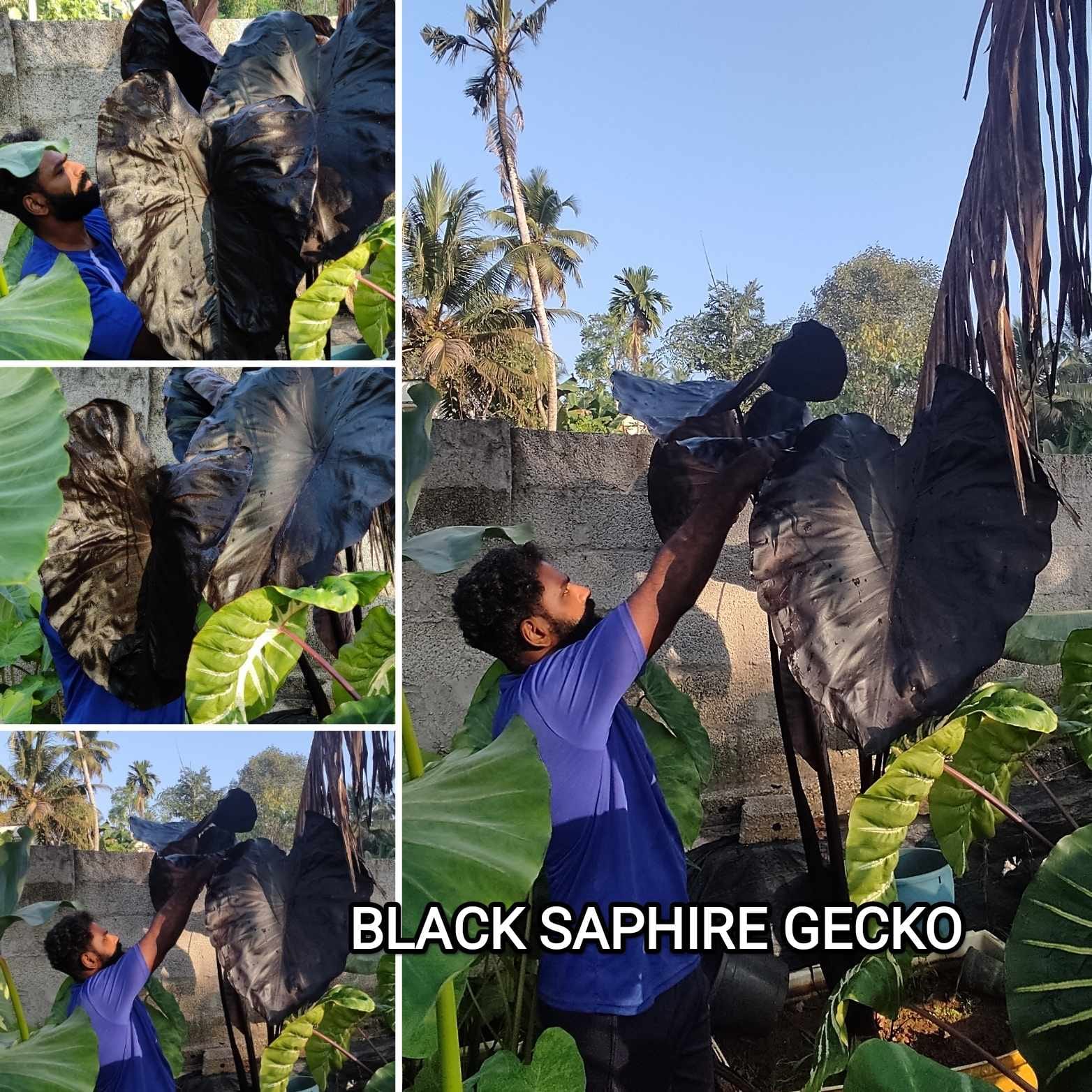Colocasia black sapphire gecko