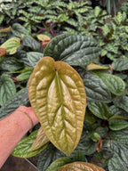 Anthurium Radicans vs. Luxurians