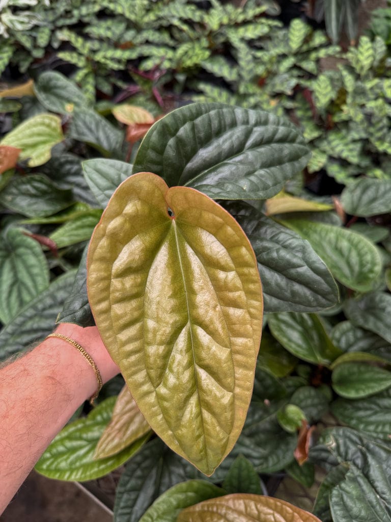 Anthurium Radicans vs. Luxurians