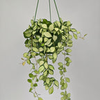 Hoya heuschkeliana variegata