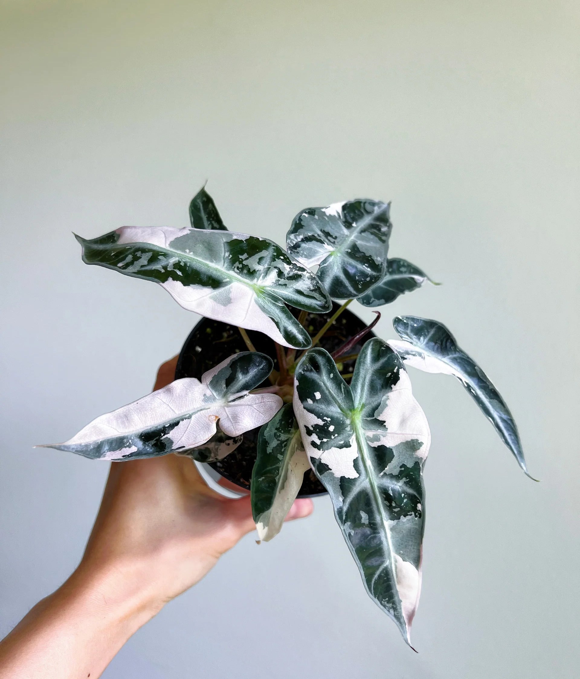 Alocasia bambino pink variegated