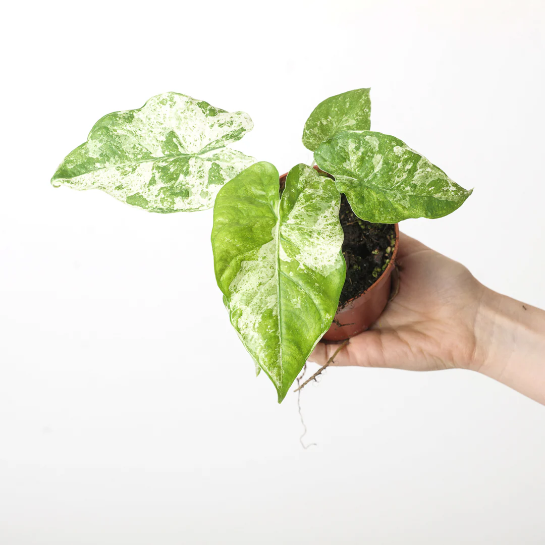 Alocasia Odora Batik Variegated / Alocasia albo