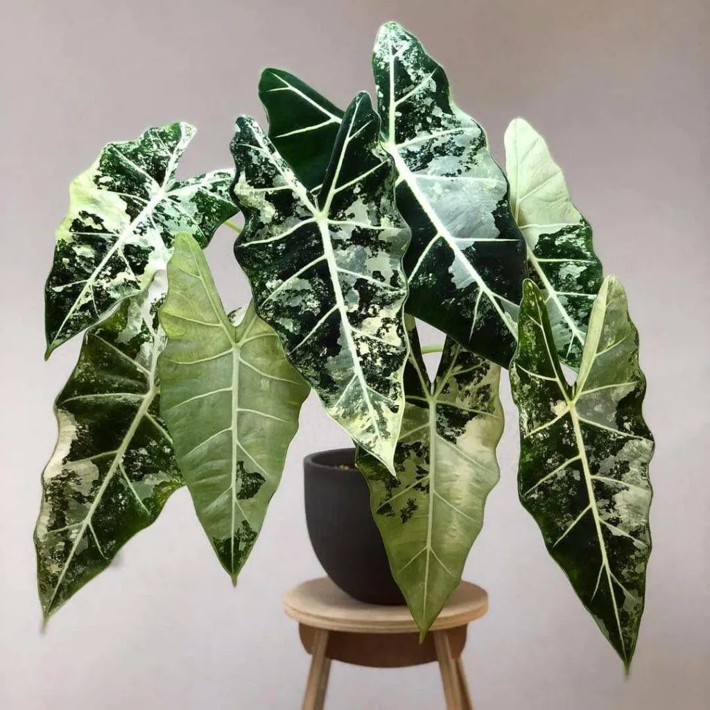 Alocasia frydek variegated
