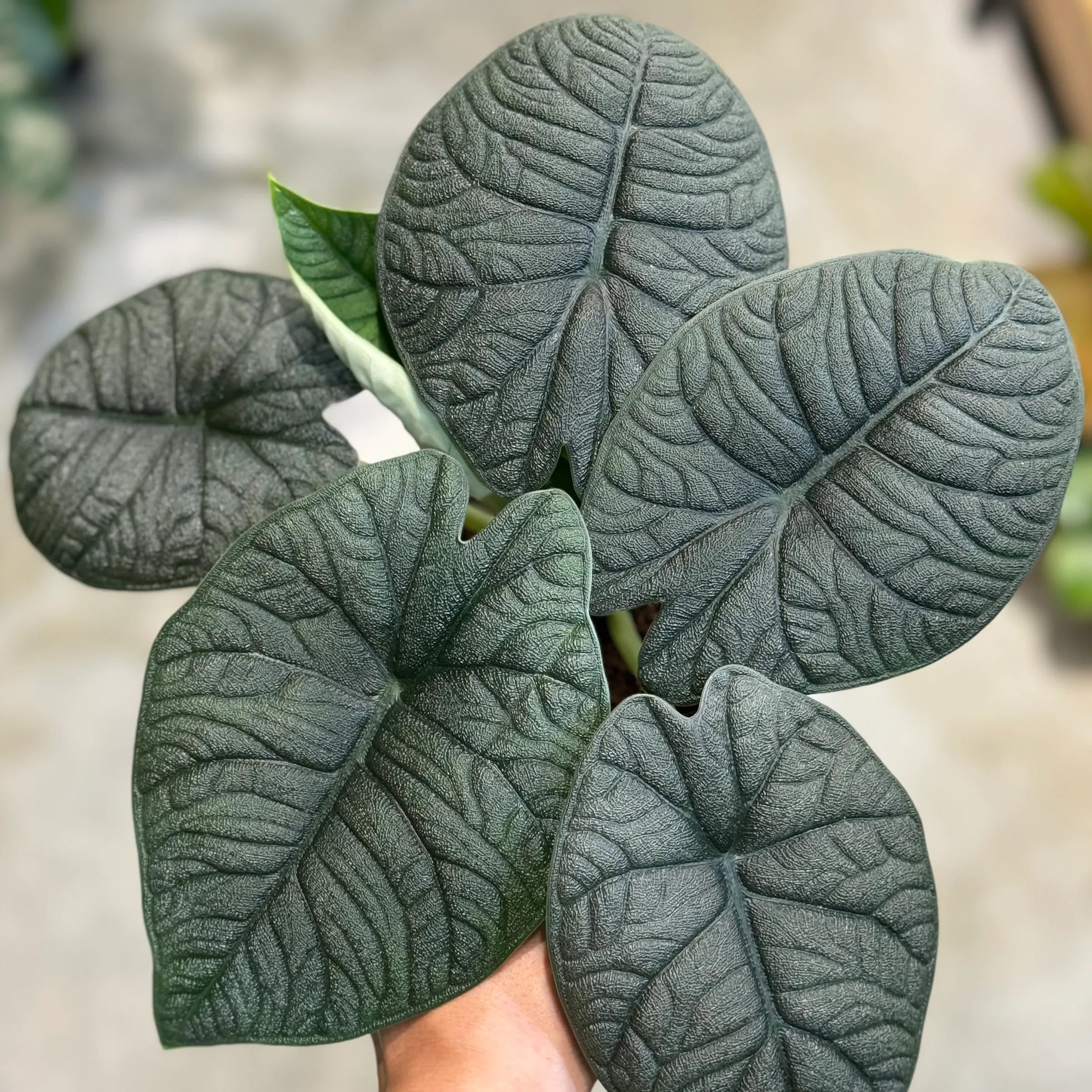 Alocasia Melo