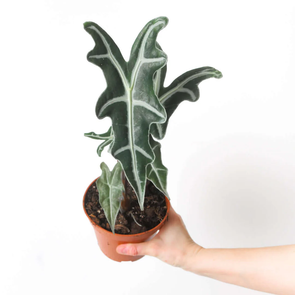 Alocasia Nobilis
