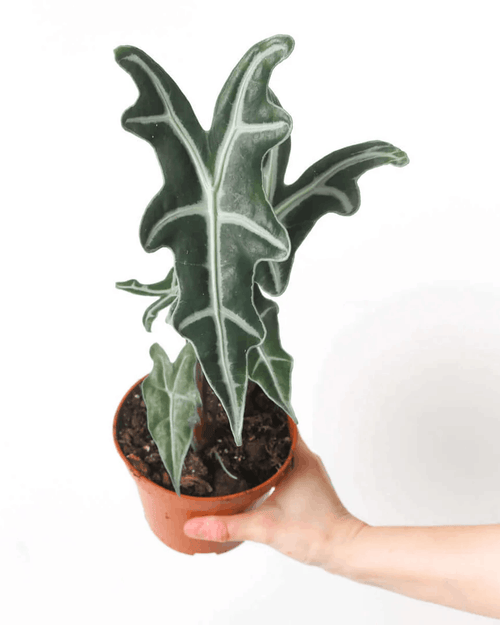 Alocasia Nobilis