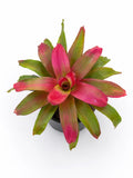 Neoregelia ‘Green Apple’ Bromeliad