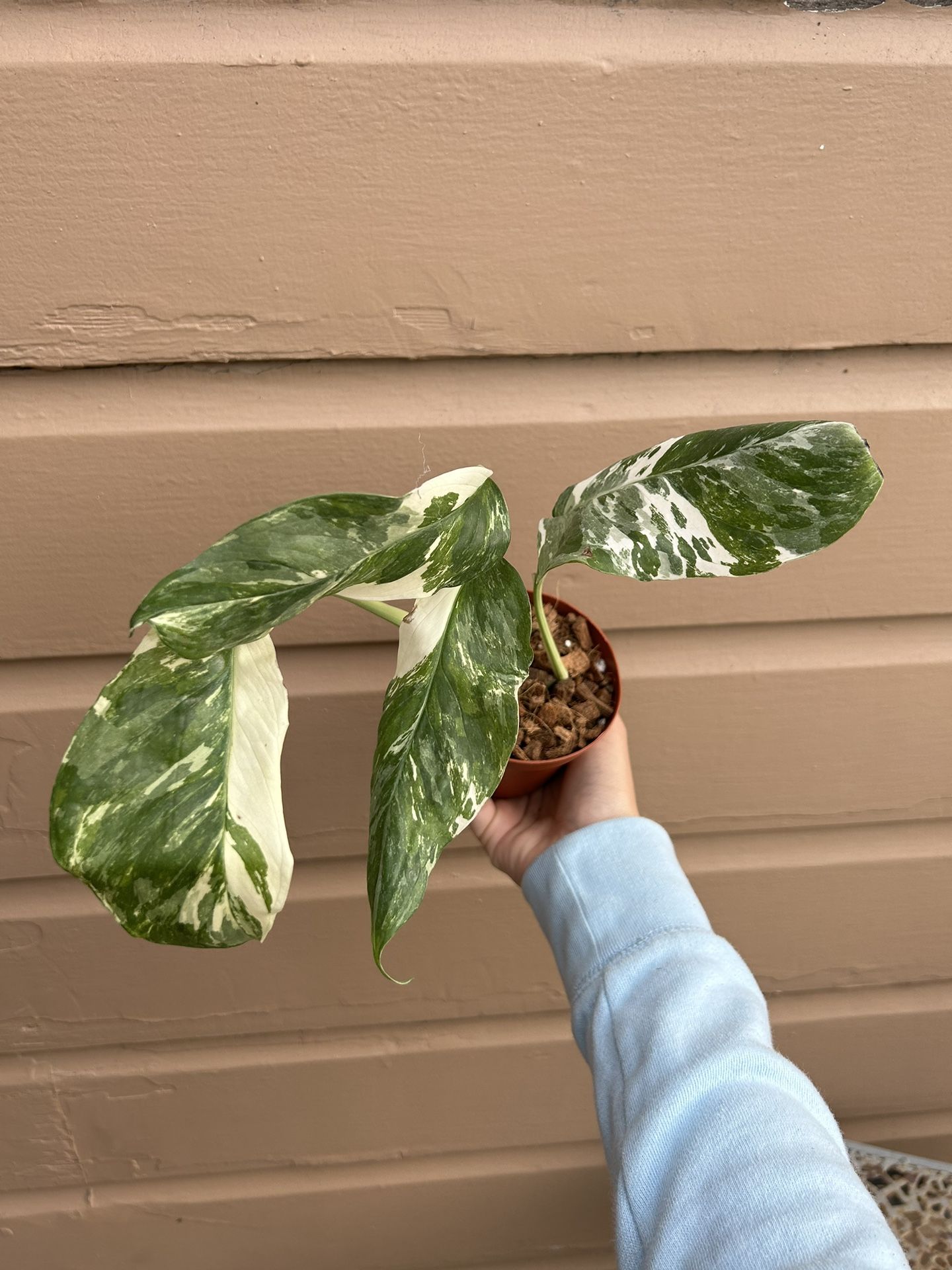 Monstera Lechleriana