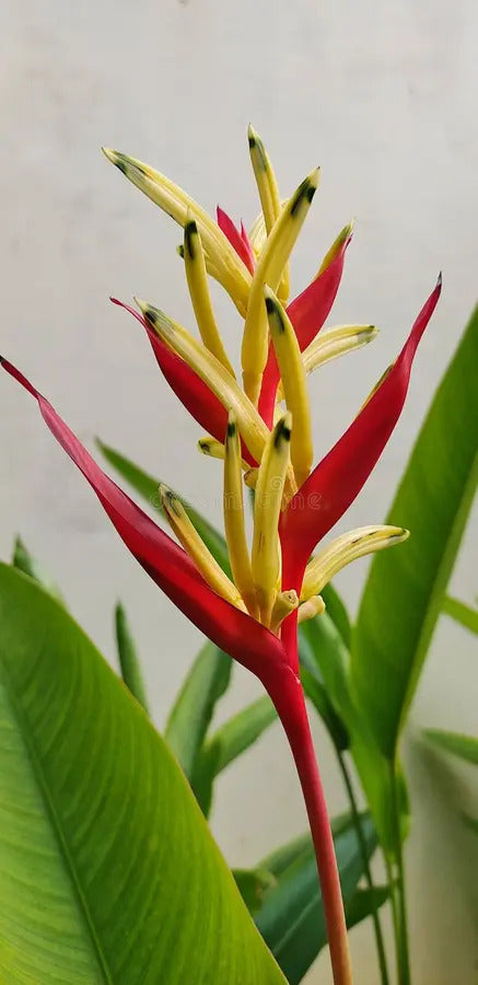 Heliconia 'Lady Di' Variegated