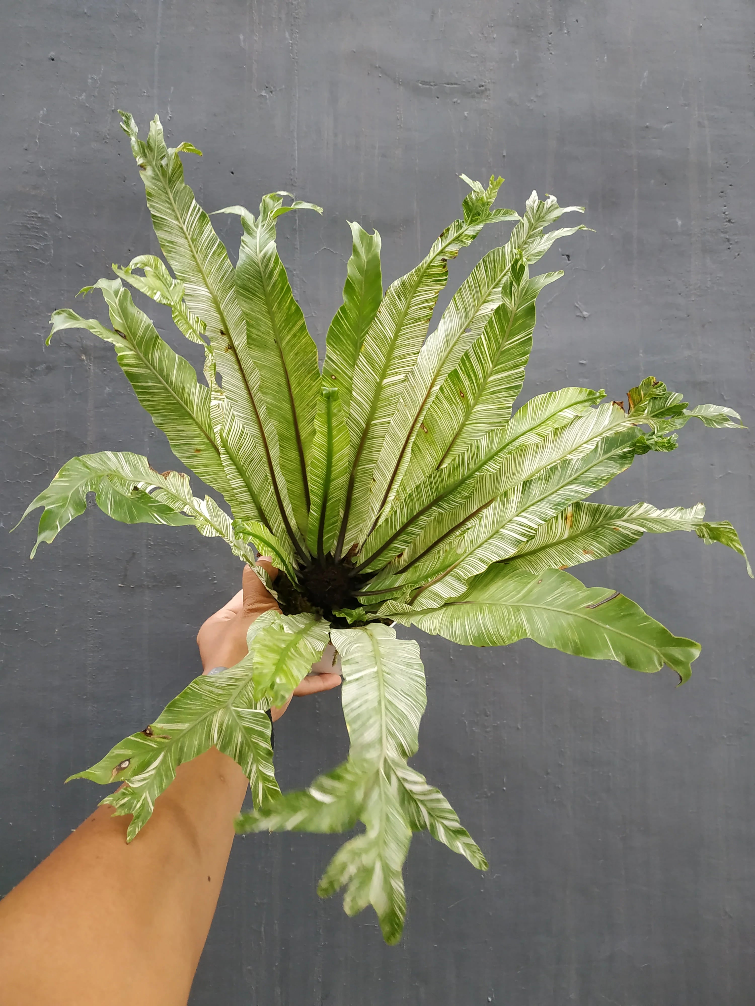 Variegated Bird’s Nest Fern (Asplenium Nidus Variegated)