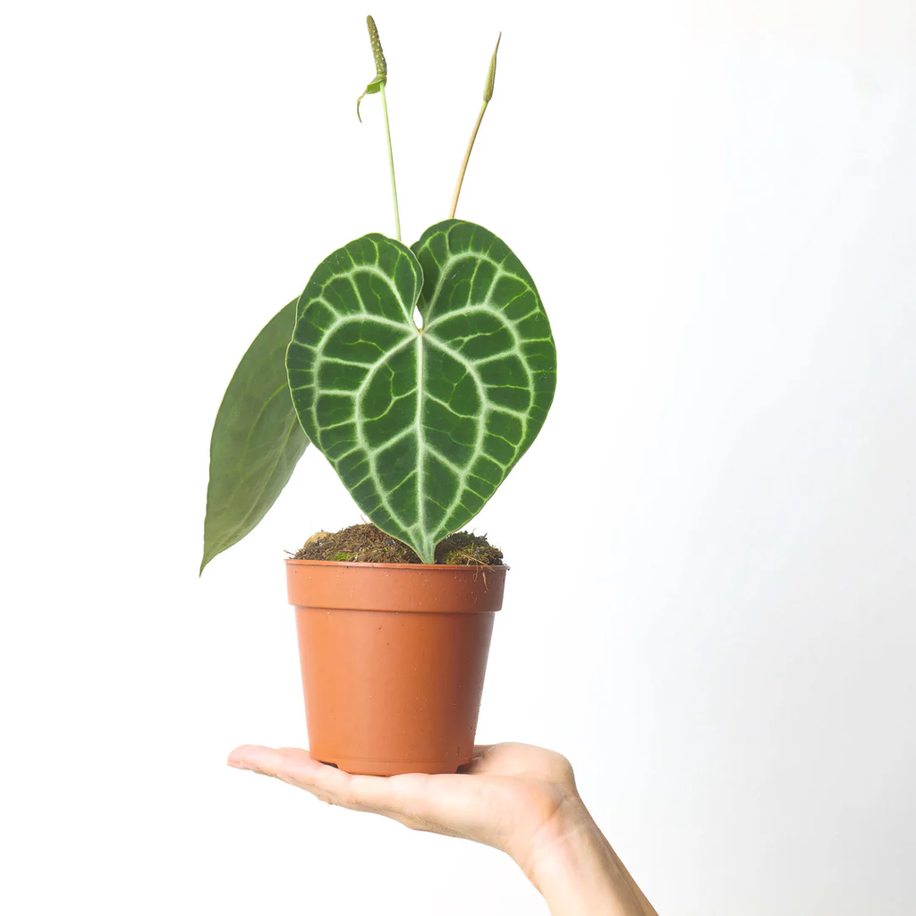 Anthurium Clarinervium