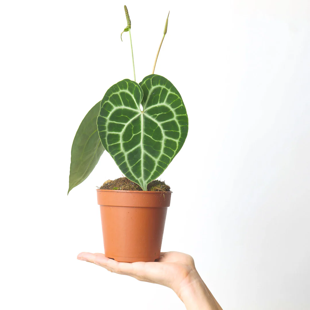 Anthurium Clarinervium