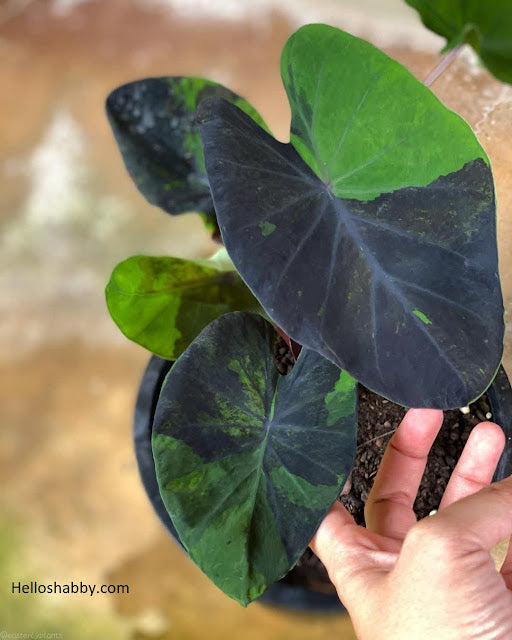 Colocasia midnight