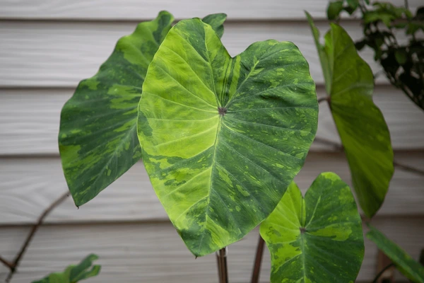 Colocasia esculenta 'Lemon-Lime Gecko'