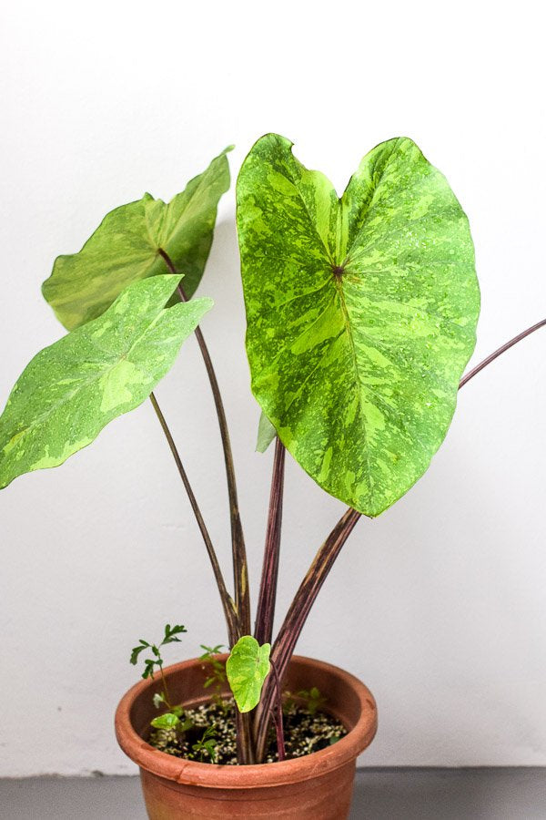 Colocasia esculenta 'Lemon-Lime Gecko'