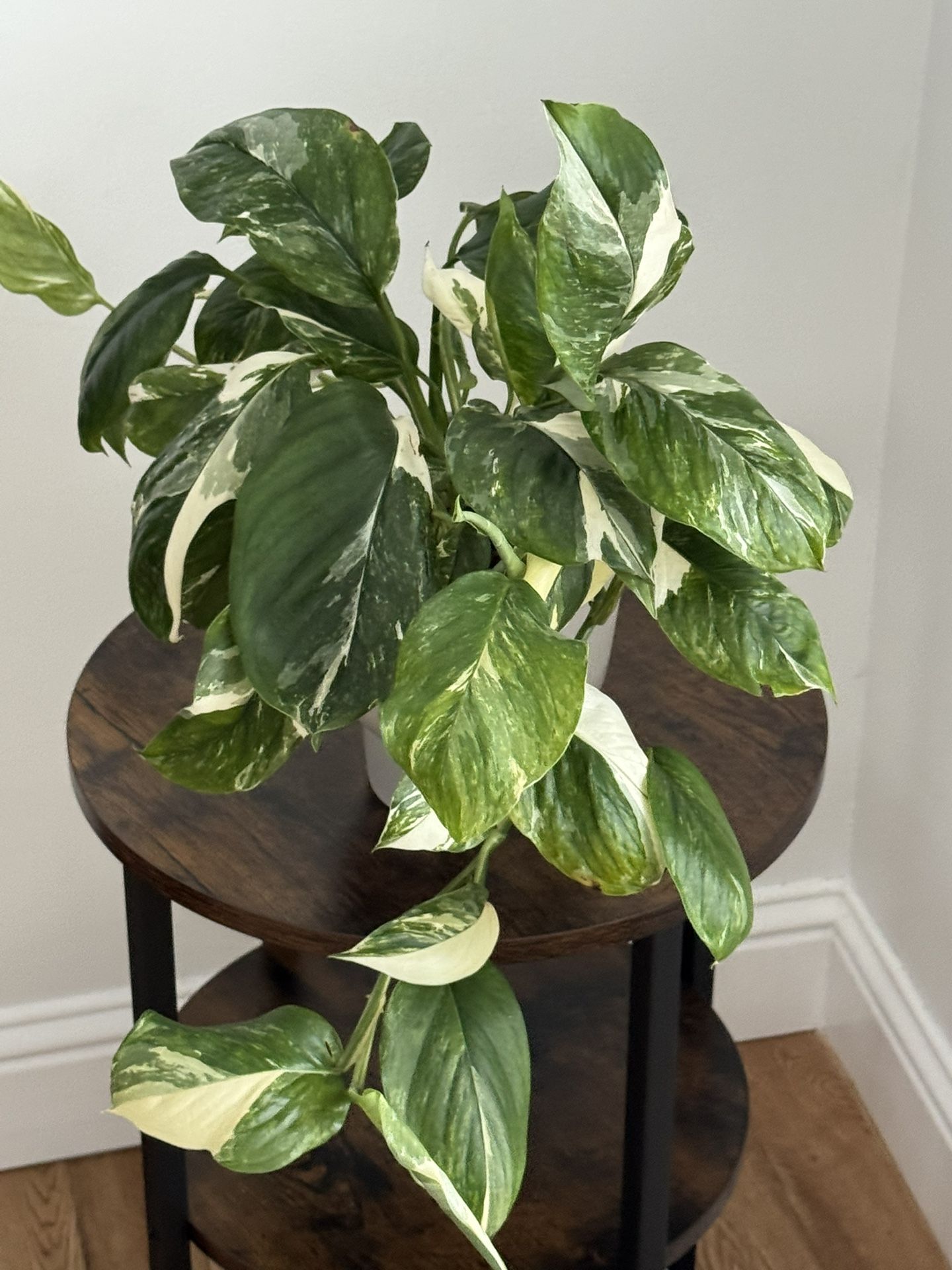 Monstera Lechleriana