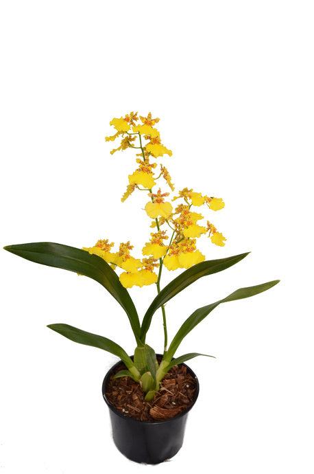 Dancing Girl Orchid