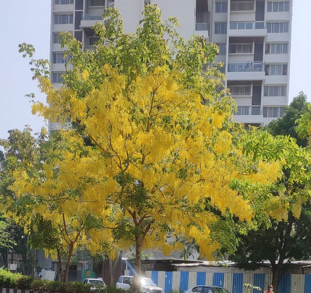Desmodium / Golden Legume Plant