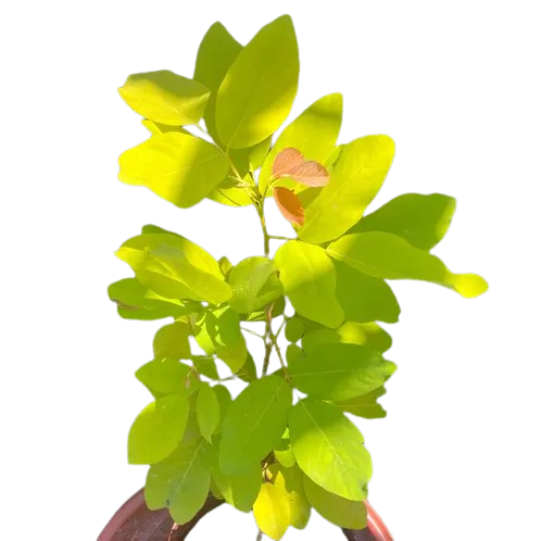 Desmodium / Golden Legume Plant