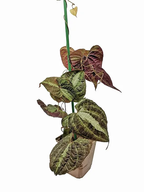 Dioscorea Discolor