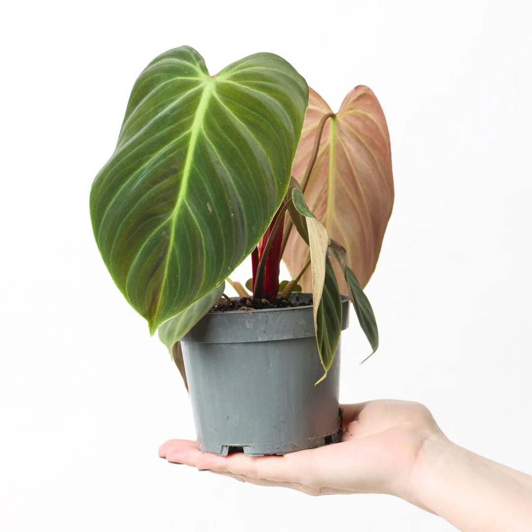 Philodendron el choco red