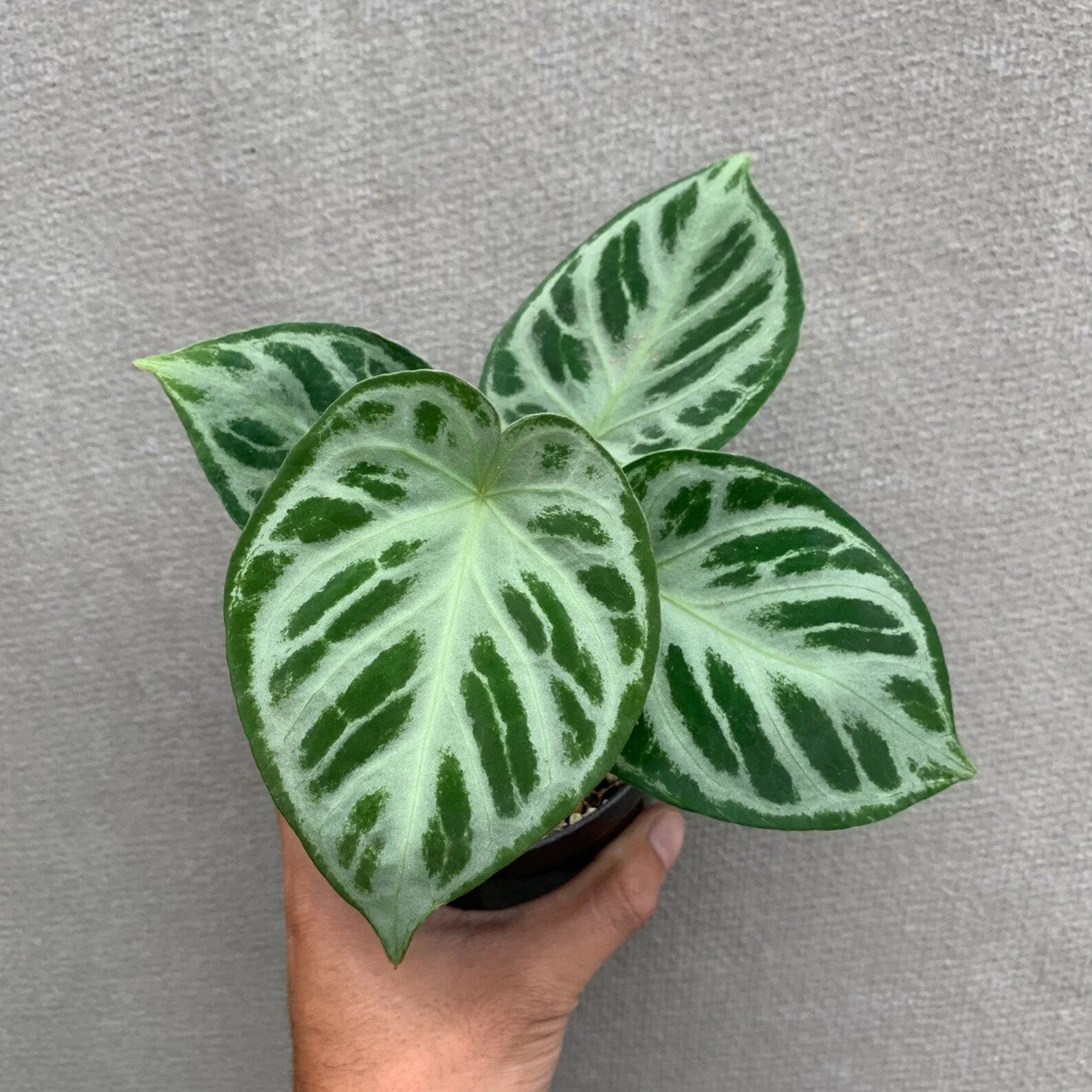 Anthurium silver blush