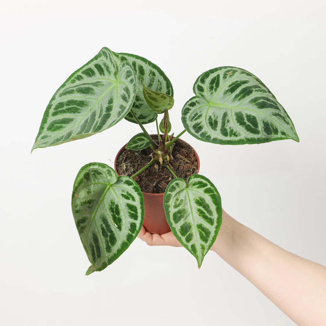 Anthurium silver blush