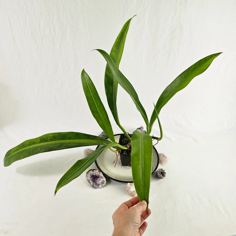 Philodendron Crassinervium