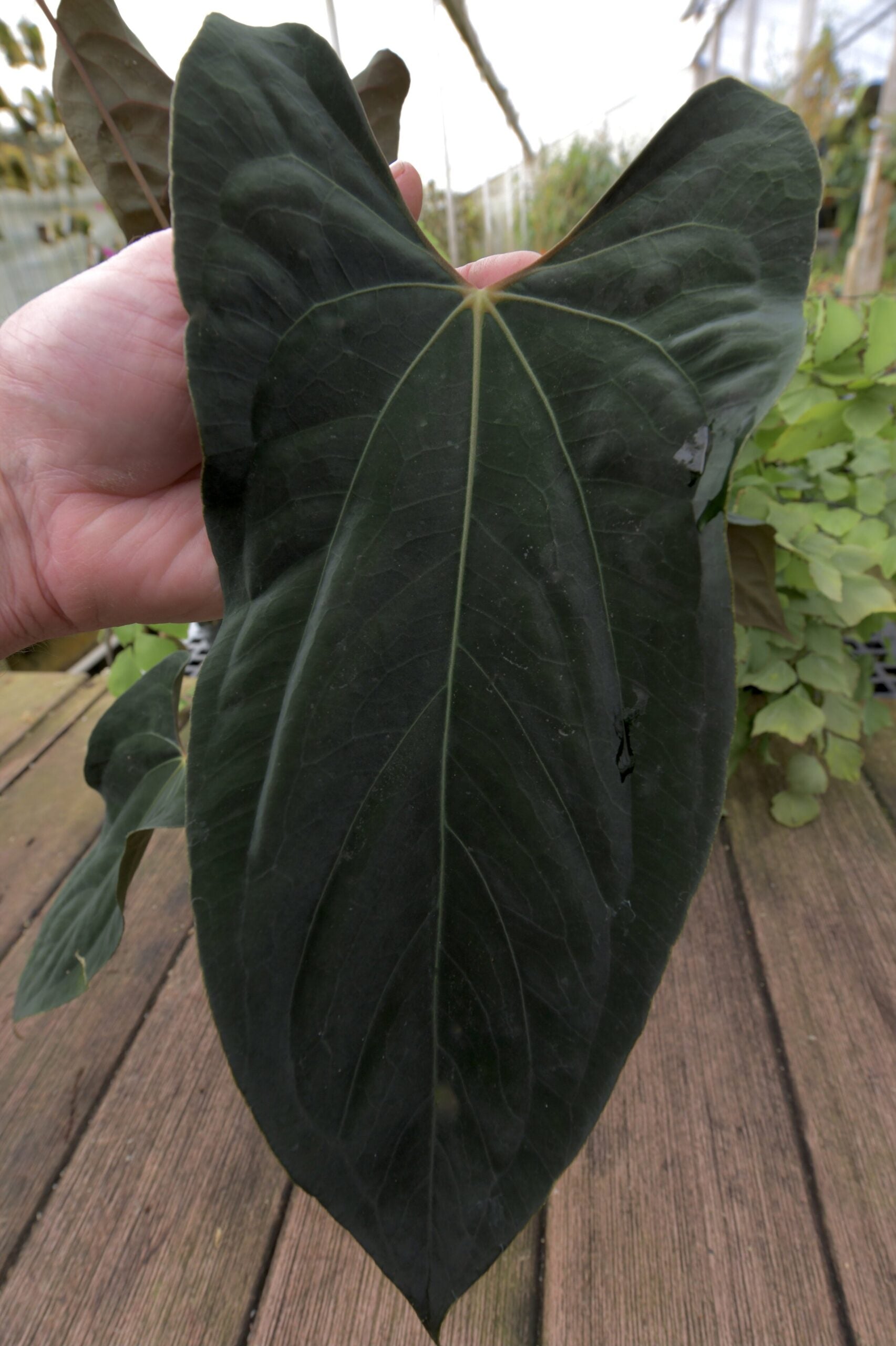 Anthurium Papillilaminum (Fort Sherman)