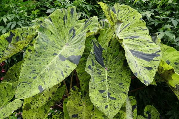 Colocasia esculenta 'Mojito'