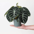 Alocasia  Ninja