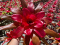 Neoregelia maria Bromeliad