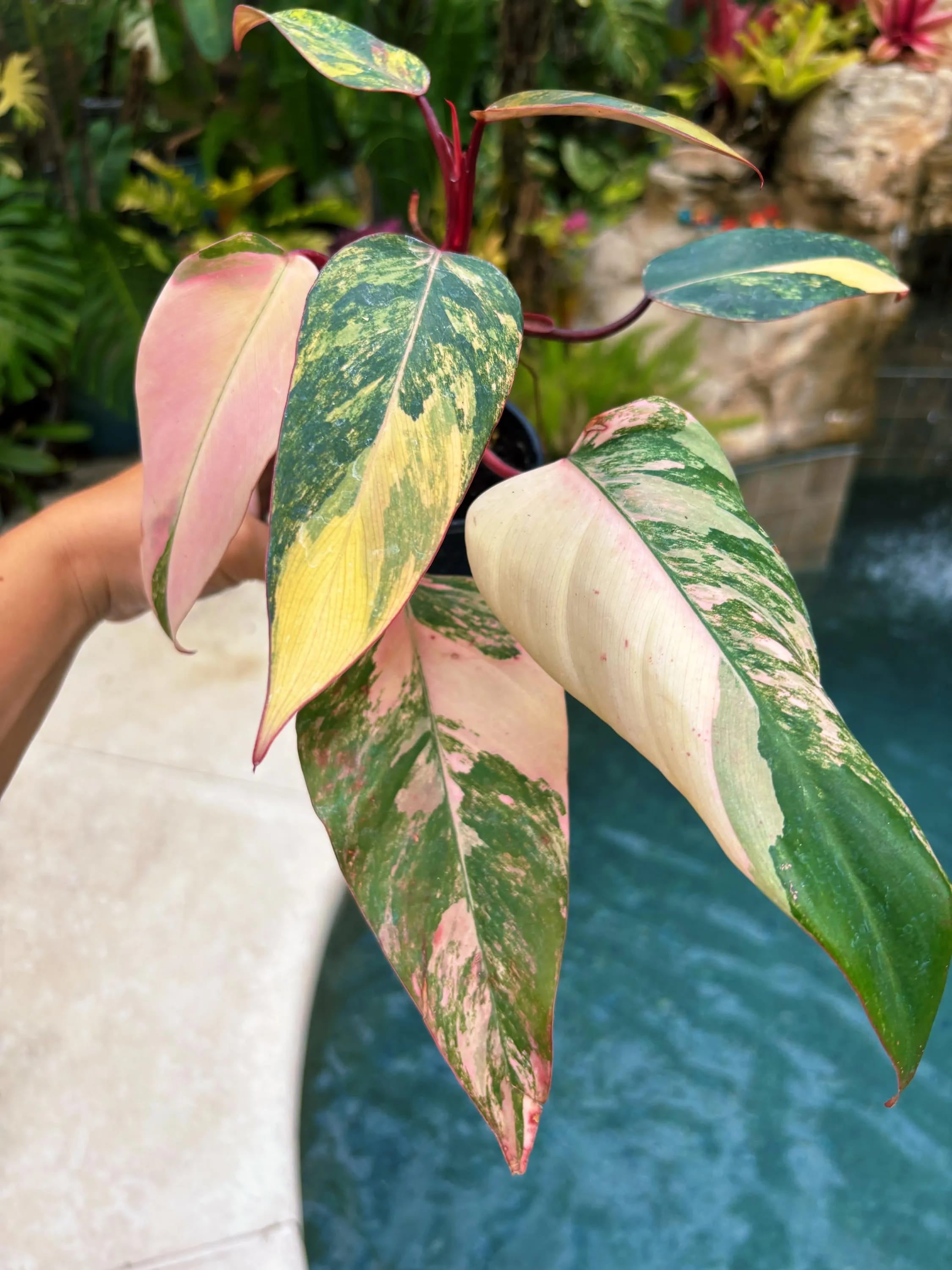 Philodendron Strawberry Shake