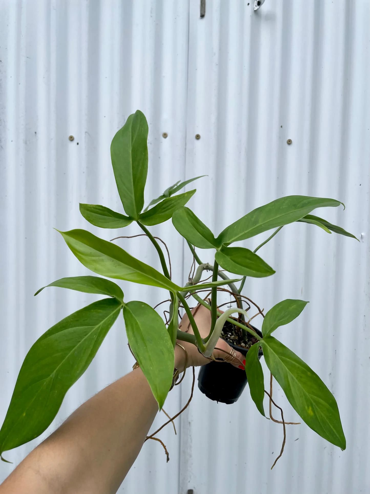 Philodendron tripartitum
