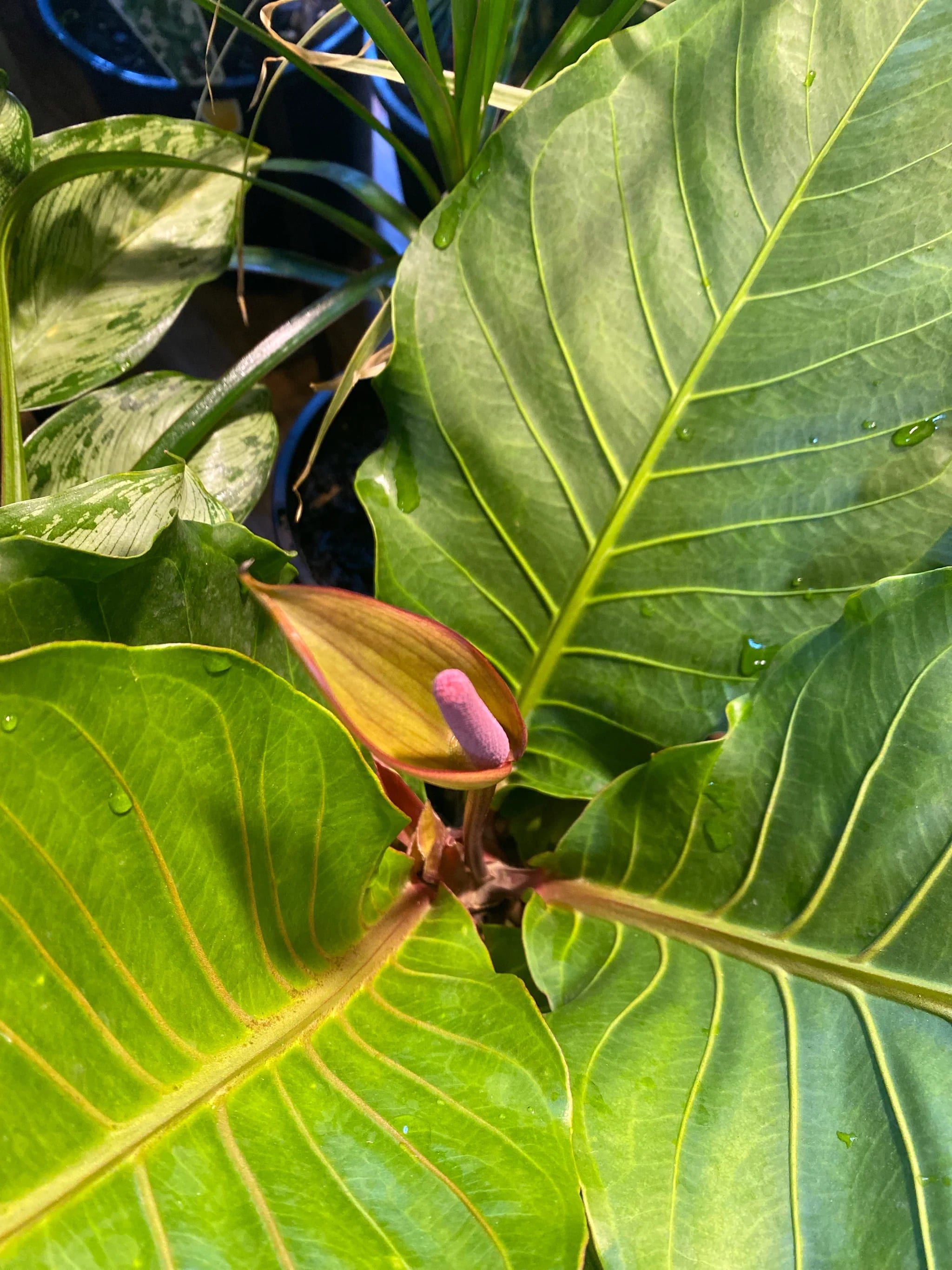 Anthurium Hookeri 'Pink Ruffles' (Birds Nest Anthurium)