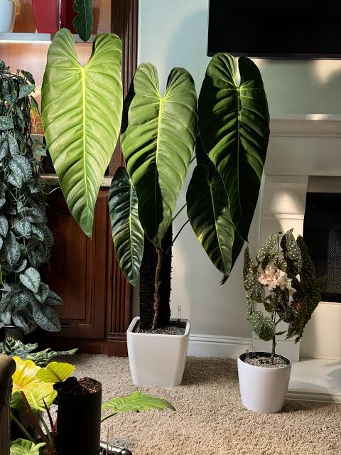 Philodendron esmeraldense