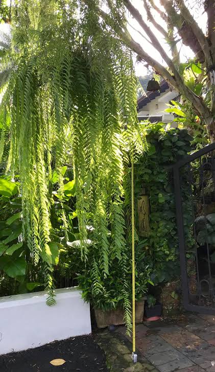 Lacy pine fern 'Knightii'