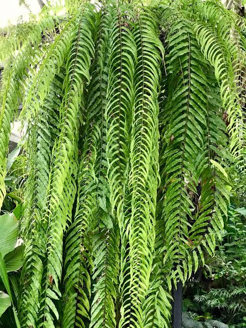 Lacy pine fern 'Knightii'