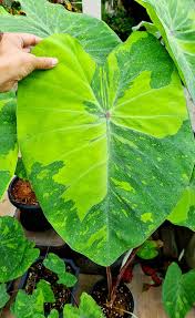 Colocasia esculenta 'Lemon-Lime Gecko'