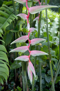 Heliconia 'Sexy Pink'