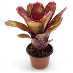 Neoregelia ‘Walking Tall’ Bromeliad