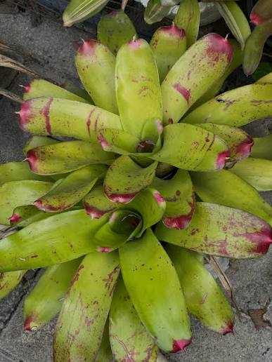 Neoregelia valentines day