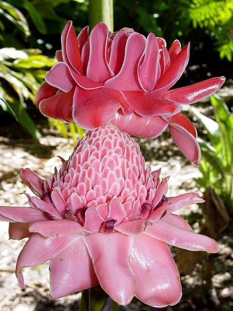 Pink Torch Ginger lily/ Etlingera eliator pink