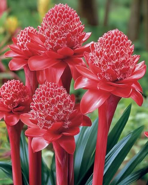 Red Torch Ginger lily/ Etlingera eliator red