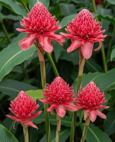 Red Torch Ginger lily/ Etlingera eliator red