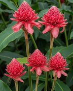 Red Torch Ginger lily/ Etlingera eliator red