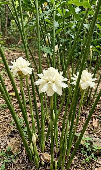 White Torch Ginger lily/ Etlingera eliator white